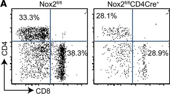 Rat IgG (H+L) Cross-Adsorbed Secondary Antibody in Flow Cytometry (Flow)