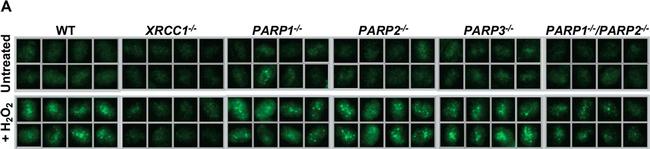 Mouse IgG (H+L) Cross-Adsorbed Secondary Antibody in Immunohistochemistry (Paraffin) (IHC (P))