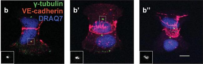 Mouse IgG (H+L) Highly Cross-Adsorbed Secondary Antibody in Immunocytochemistry (ICC/IF)