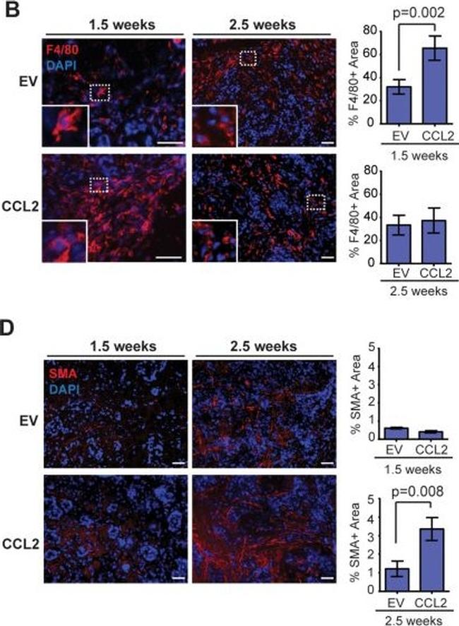 Mouse IgG (H+L) Highly Cross-Adsorbed Secondary Antibody in Immunohistochemistry (Paraffin) (IHC (P))