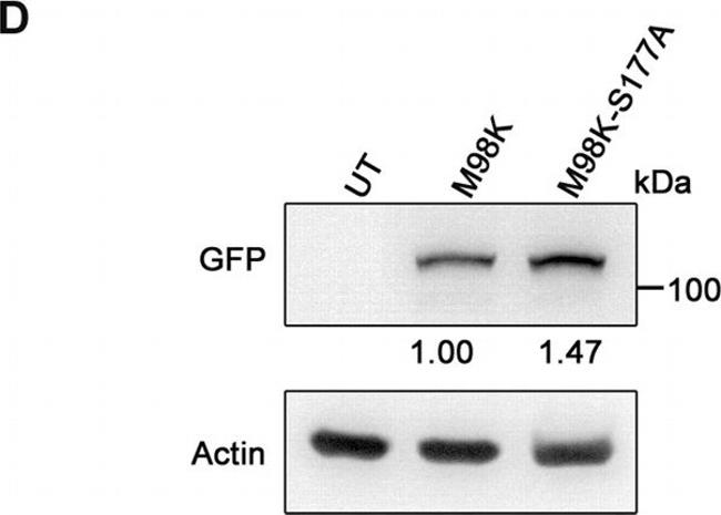 Rat IgG (H+L) Secondary Antibody in Western Blot (WB)