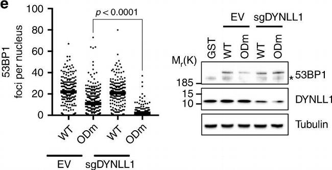 Mouse IgG (H+L) Secondary Antibody in Western Blot (WB)