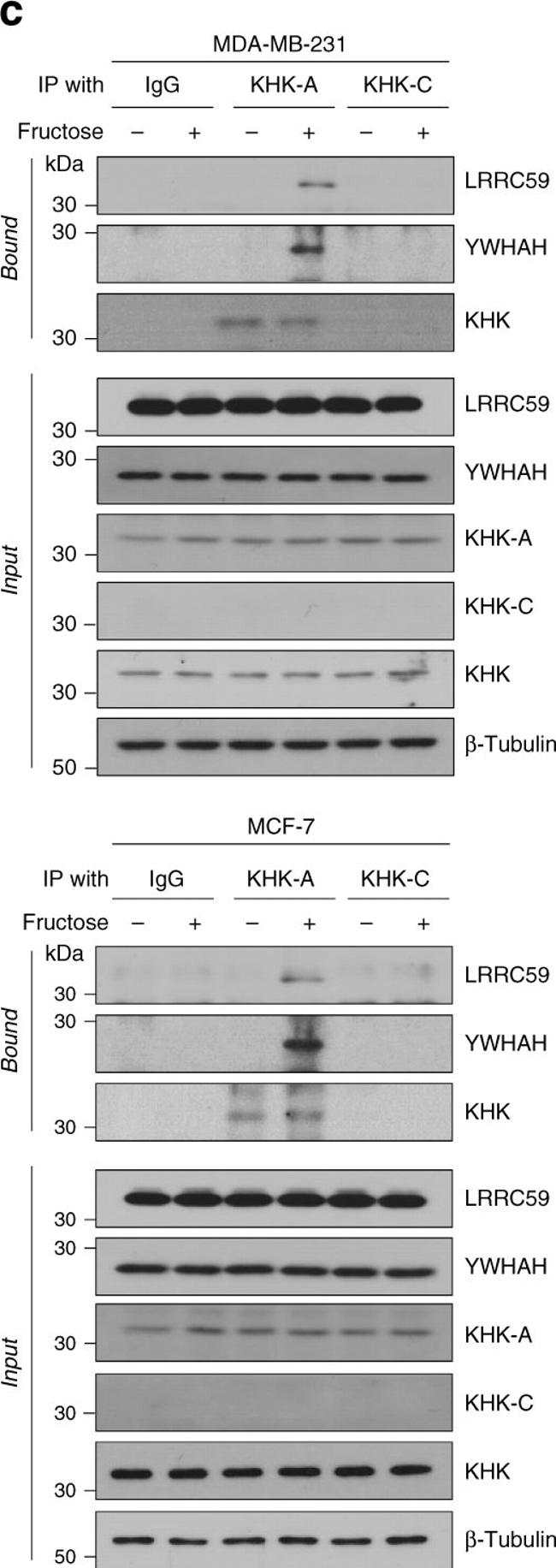 Rabbit IgG (H+L) Cross-Adsorbed Secondary Antibody in Western Blot (WB)