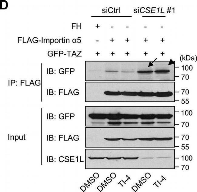 Rabbit IgG Isotype Control in Western Blot (WB)