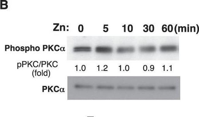 Mouse IgG (H+L) Secondary Antibody in Western Blot (WB)