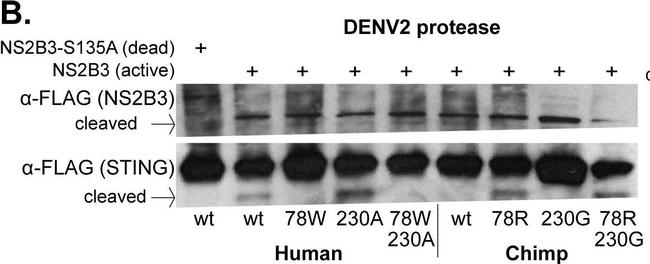 Mouse IgG (H+L) Secondary Antibody in Western Blot (WB)