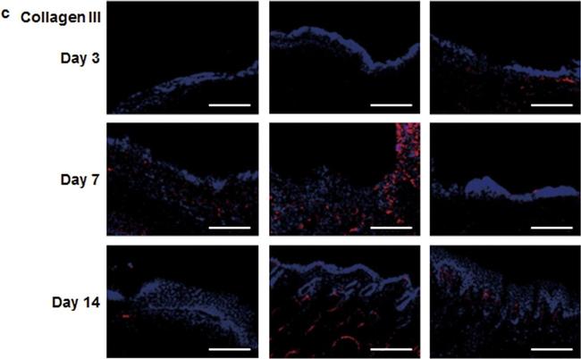 Rat IgG (H+L) Cross-Adsorbed Secondary Antibody in Immunohistochemistry (IHC)