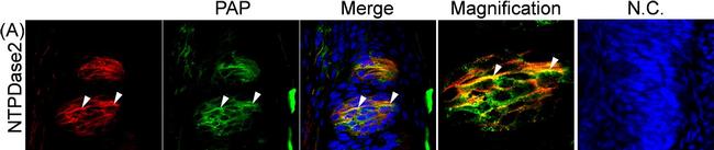 Sheep IgG (H+L) Cross-Adsorbed Secondary Antibody in Immunohistochemistry (IHC)