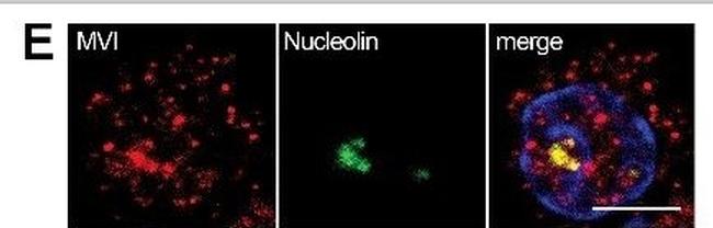 Mouse IgG (H+L) Cross-Adsorbed Secondary Antibody in Immunocytochemistry (ICC/IF)