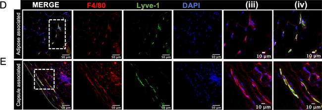 Rat IgG (H+L) Highly Cross-Adsorbed Secondary Antibody in Immunohistochemistry (IHC)