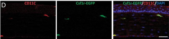 Syrian Hamster IgG (H+L) Cross-Adsorbed Secondary Antibody in Immunohistochemistry (IHC)