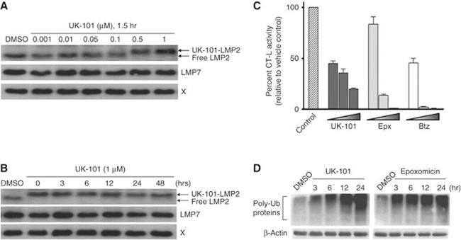 PSMB5 Antibody in Western Blot (WB)