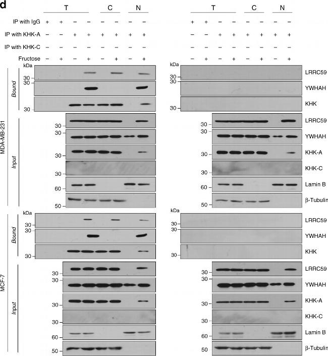 Rabbit IgG (H+L) Cross-Adsorbed Secondary Antibody in Western Blot (WB)