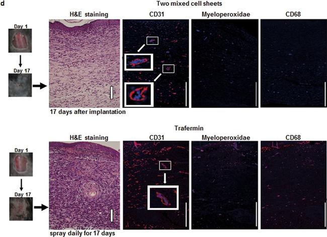 Mouse IgG (H+L) Cross-Adsorbed Secondary Antibody in Immunohistochemistry (IHC)