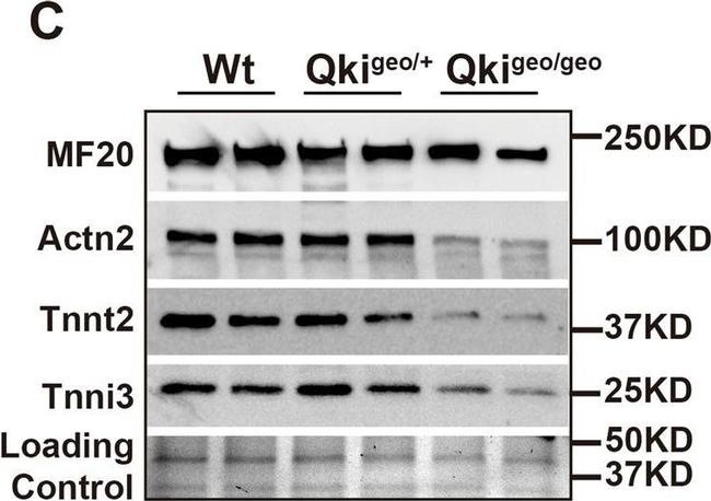 Mouse IgG (H+L) Cross-Adsorbed Secondary Antibody in Western Blot (WB)