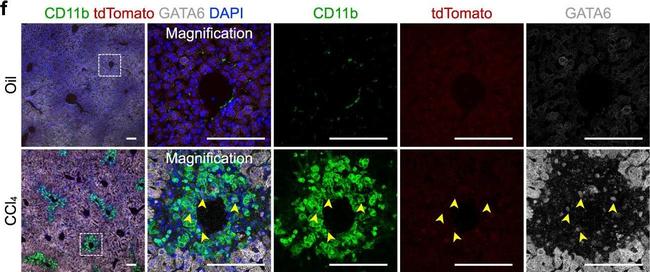 Rabbit IgG (H+L) Highly Cross-Adsorbed Secondary Antibody in Immunohistochemistry (PFA fixed) (IHC (PFA))