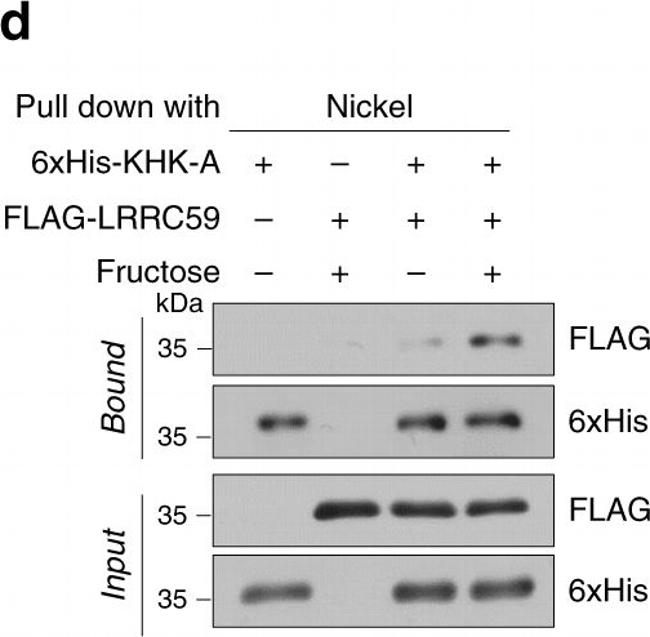 Rabbit IgG (H+L) Cross-Adsorbed Secondary Antibody in Western Blot (WB)