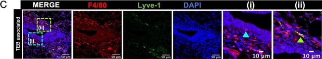 Rat IgG (H+L) Highly Cross-Adsorbed Secondary Antibody in Immunohistochemistry (IHC)