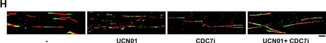 Mouse IgG2a Cross-Adsorbed Secondary Antibody in Immunocytochemistry (ICC/IF)