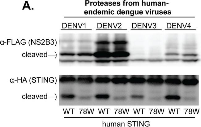 Mouse IgG (H+L) Secondary Antibody in Western Blot (WB)