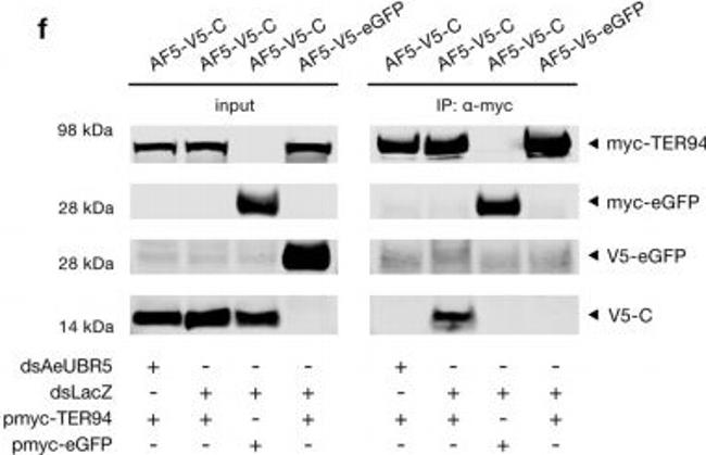 Mouse IgG (H+L) Cross-Adsorbed Secondary Antibody in Western Blot (WB)