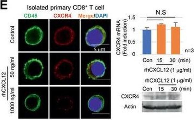 Rabbit IgG (H+L) Highly Cross-Adsorbed Secondary Antibody in Immunocytochemistry (ICC/IF)