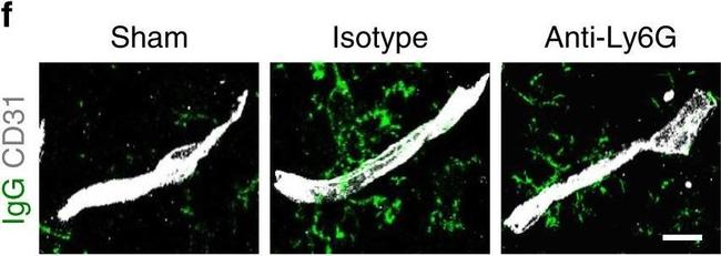 Mouse IgG (H+L) Highly Cross-Adsorbed Secondary Antibody in Immunohistochemistry (Frozen) (IHC (F))