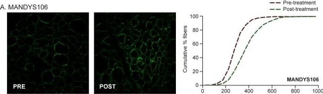 Mouse IgG (H+L) Highly Cross-Adsorbed Secondary Antibody in Immunohistochemistry (Frozen) (IHC (F))