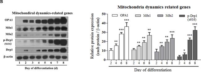 Rabbit IgG (H+L) Secondary Antibody in Western Blot (WB)