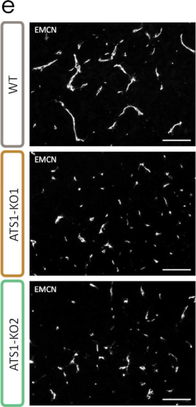 Rat IgG (H+L) Highly Cross-Adsorbed Secondary Antibody in Immunohistochemistry (IHC)