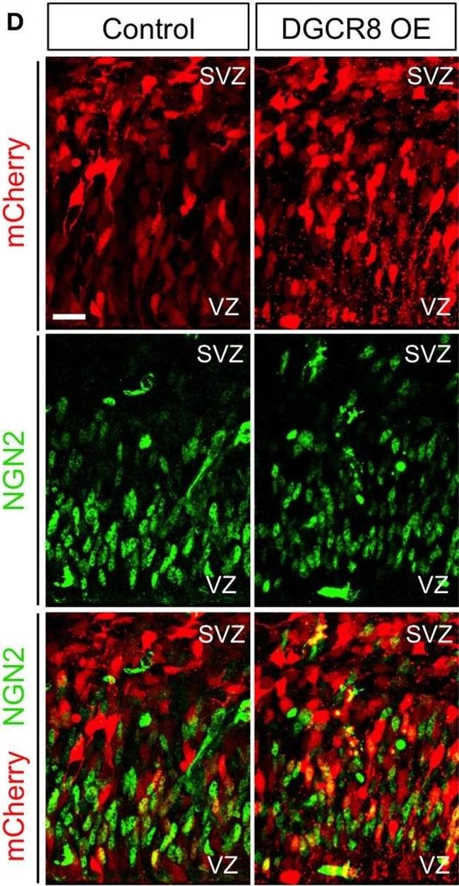 Mouse IgG (H+L) Highly Cross-Adsorbed Secondary Antibody in Immunohistochemistry (IHC)