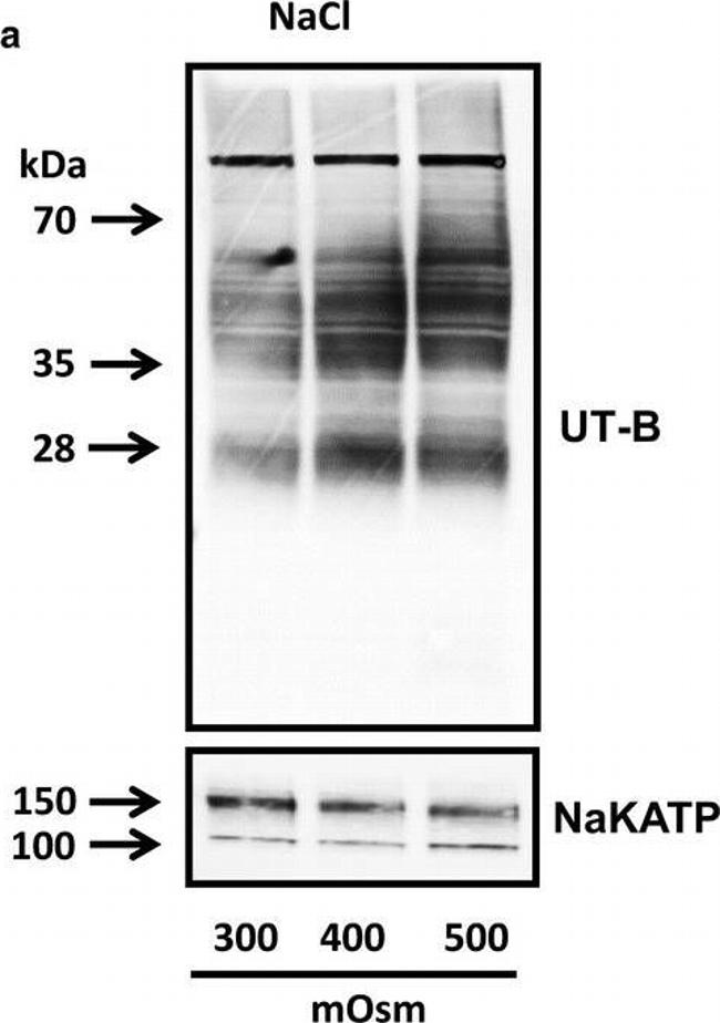 Mouse IgG (H+L) Secondary Antibody in Western Blot (WB)