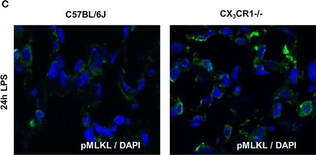 Rabbit IgG (H+L) Cross-Adsorbed Secondary Antibody in Immunocytochemistry (ICC/IF)