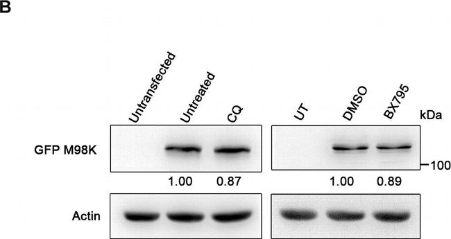 Rat IgG (H+L) Secondary Antibody in Western Blot (WB)