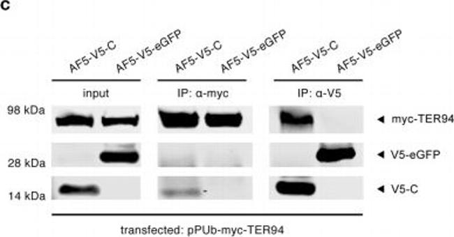 Mouse IgG (H+L) Cross-Adsorbed Secondary Antibody in Western Blot (WB)