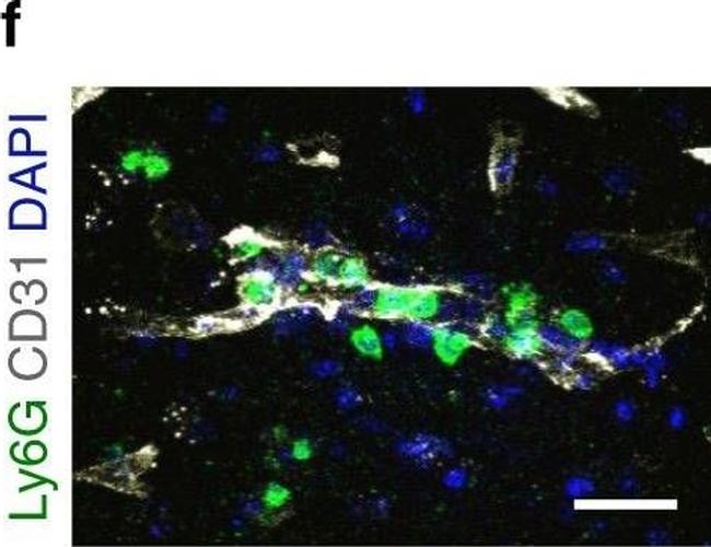 Rat IgG (H+L) Highly Cross-Adsorbed Secondary Antibody in Immunohistochemistry (Frozen) (IHC (F))