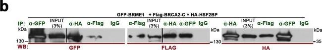 Mouse IgG (H+L) Secondary Antibody in Western Blot (WB)