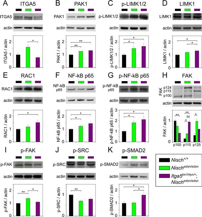 Goat IgG (H+L) Secondary Antibody in Western Blot (WB)