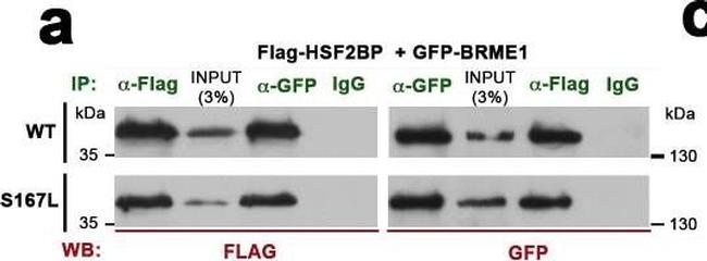 Mouse IgG (H+L) Secondary Antibody in Western Blot (WB)