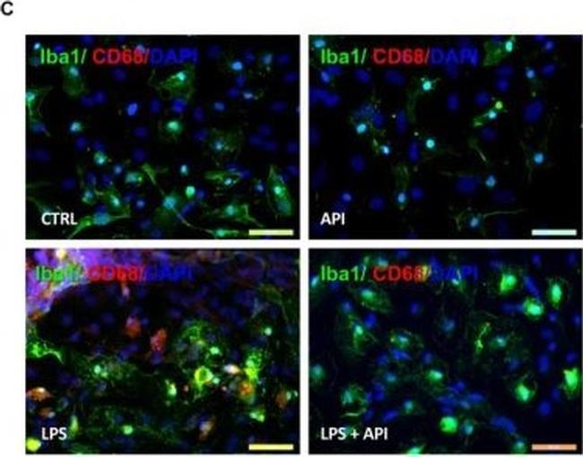 Rat IgG (H+L) Cross-Adsorbed Secondary Antibody in Immunocytochemistry (ICC/IF)