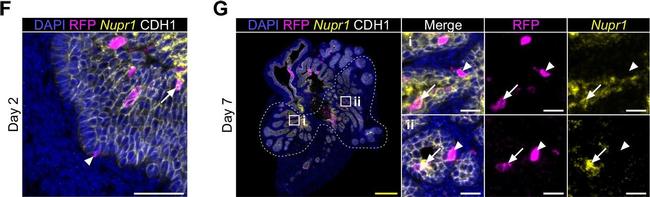 Goat IgG (H+L) Cross-Adsorbed Secondary Antibody in Immunohistochemistry (Paraffin) (IHC (P))