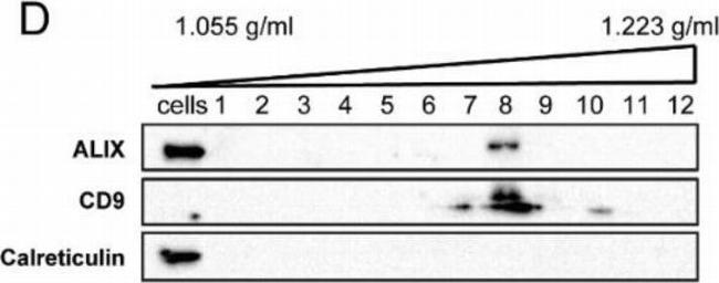 Mouse IgG, IgM, IgA (H+L) Secondary Antibody in Western Blot (WB)