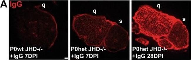 Mouse IgG Fc Secondary Antibody in Immunohistochemistry (IHC)