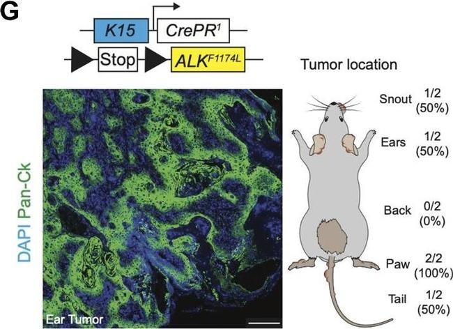 Rabbit IgG (H+L) Cross-Adsorbed Secondary Antibody in Immunohistochemistry (IHC)