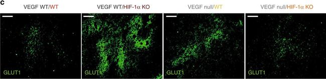 Rabbit IgG (H+L) Cross-Adsorbed Secondary Antibody in Immunohistochemistry (Paraffin) (IHC (P))