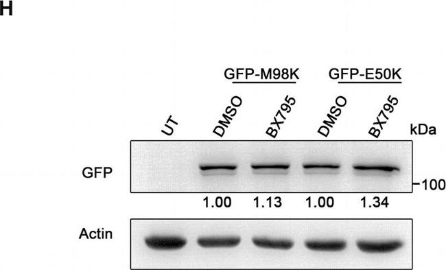 Rat IgG (H+L) Secondary Antibody in Western Blot (WB)