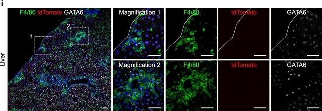 Rabbit IgG (H+L) Highly Cross-Adsorbed Secondary Antibody in Immunohistochemistry (PFA fixed) (IHC (PFA))