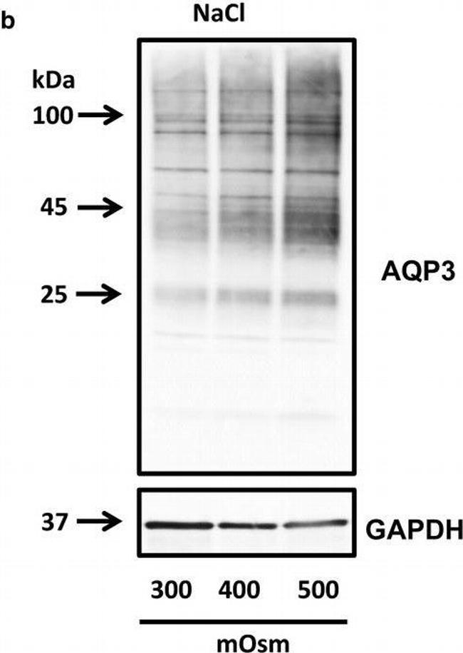 Mouse IgG (H+L) Secondary Antibody in Western Blot (WB)