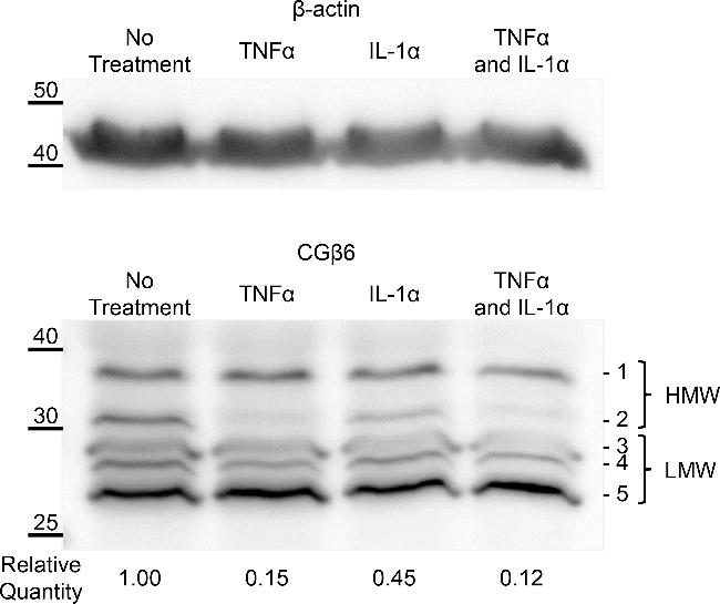 Mouse IgG, IgM (H+L) Cross-Adsorbed Secondary Antibody in Western Blot (WB)