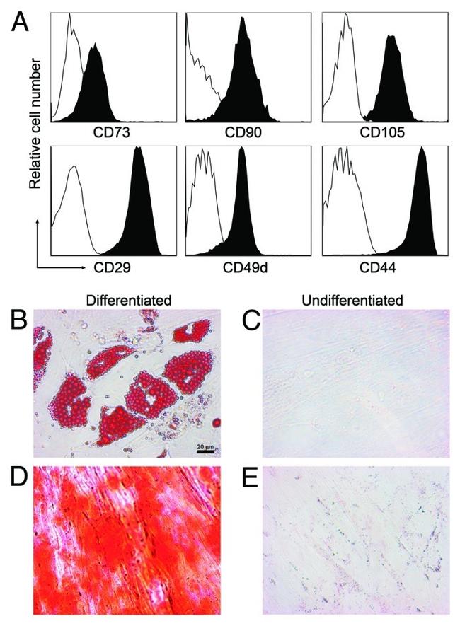 CD105 (Endoglin) Antibody in Flow Cytometry (Flow)